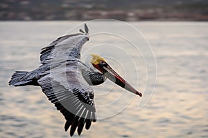 California brown pelican