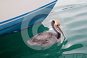 California Brown Pelican in breeding phase colors swimming in the Cabo San Lucas marina in Baja California Mexico