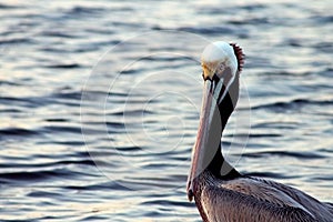 Angry California Brown Pelican