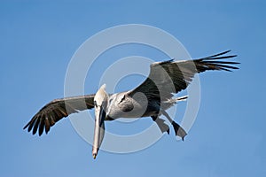 California Brown Pelican in flight