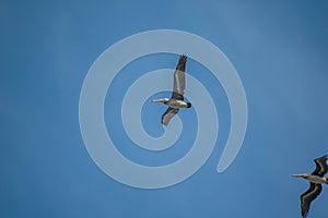 California brown pelican flying in the sky in San Francisc