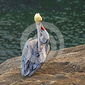 California Brown Pelican, La Jolla, CA