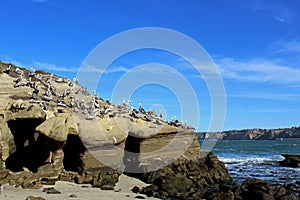 California Brown Pelican, La Jolla Cove, San Diego