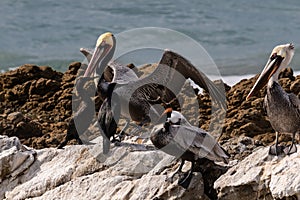 California Brown Pelican landing on rock, wings spread. Other birds nearby. Ocean wave in background.