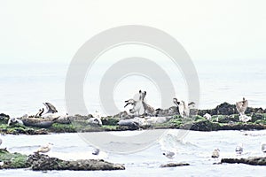 California Brown Pelican and Pacific Harbor Seal 1