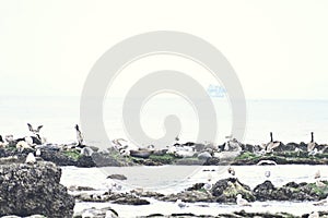 California Brown Pelican and Pacific Harbor Seal 18