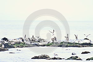 California Brown Pelican and Pacific Harbor Seal 19