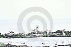 California Brown Pelican and Pacific Harbor Seal 2