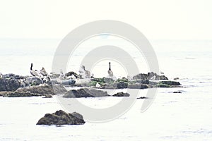 California Brown Pelican and Pacific Harbor Seal 24