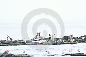 California Brown Pelican and Pacific Harbor Seal 5