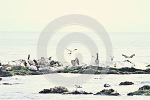 California Brown Pelican and Pacific Harbor Seal 20