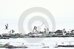 California Brown Pelican and Pacific Harbor Seal 7