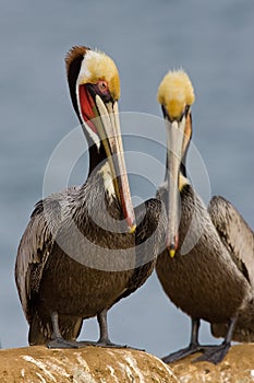 California Brown Pelican Pair