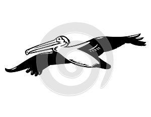 California Brown Pelican or Pelecanus Occidentalis Californicus Flying High Retro Woodcut Black and White photo