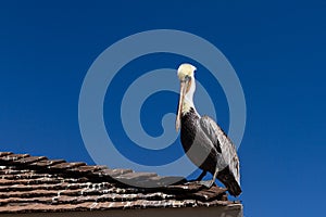California Brown Pelican perched on a roof with a deep blue sky behind. Plenty of room for copy.