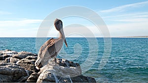 California Brown Pelican perching on rocky outcrop at Cerritos Beach at Punta Lobos in Baja California Mexico