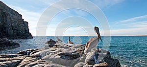 California Brown Pelican perching on rocky outcrop at Cerritos Beach at Punta Lobos in Baja California Mexico