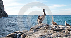 California Brown Pelican perching on rocky outcrop at Cerritos Beach at Punta Lobos in Baja California Mexico