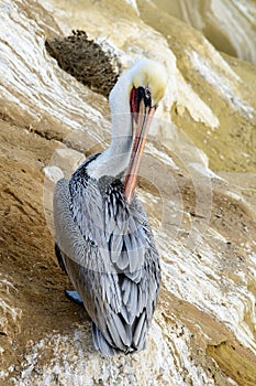 A California brown pelican sits alone grooming