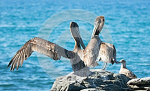 California Brown Pelican stretching his wings at Punta Lobos in Baja California Mexico