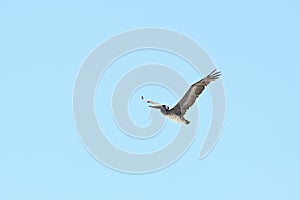 California brown pelicans against blue sky   13