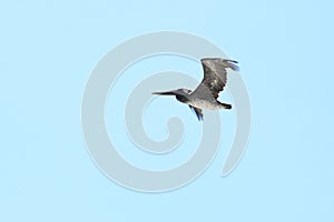 California brown pelicans against blue sky   22