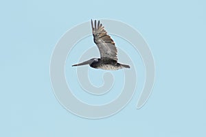 California brown pelicans against blue sky   27