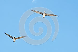 California brown pelicans against blue sky   5
