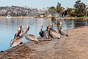 California Brown Pelicans at Mission Bay Park