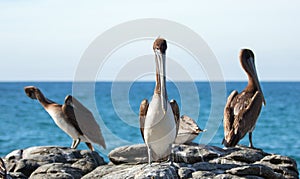 California Brown Pelicans perching on rocky outcrop at Cerritos Beach at Punta Lobos in Baja California Mexico