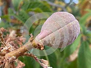 California buckeye nut