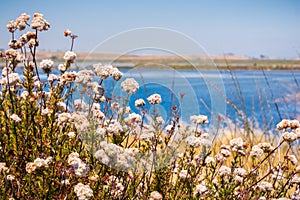 California Buckwheat Eriogonum fasciculatum wildflowers on the shores of a lake