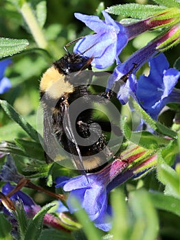 California Bumblebee - Bombus californicus photo