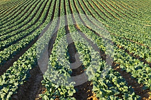 California Cabbage Field