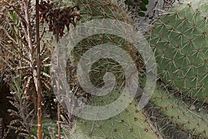 California Cactus brittle prickly pear, opuntia fragilis