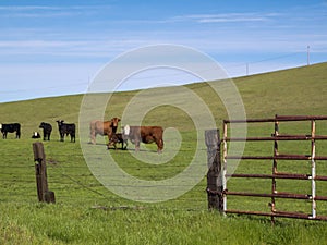 California Cattle at Folsom Ranch