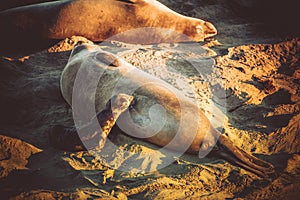 California Coast Elephant Seals Breeding Season