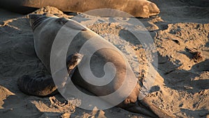 California Coast Elephant Seals Breeding Season