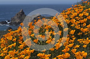 California Coast in Spring with golden poppies blooming near Big Sur California photo