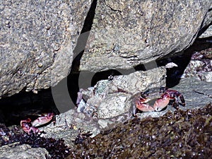 California Coastal Cliffs, Crabs scattering between the Rocks of the Shore - Road Trip Down Highway No. 1