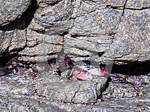 California Coastal Cliffs, Crabs scattering between the Rocks of the Shore - Road Trip Down Highway No. 1