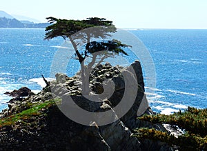 California Coastal Cliffs with a Tree Growing on the Edge - Road Trip Down Highway No. 1