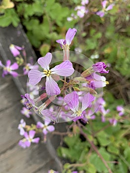 California Coastal Wildflower tall purple plant with four purple petals