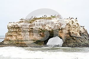 California coastline birds on a rock in the ocean with cormorants and sea birds