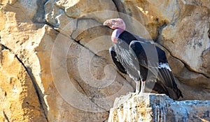 California Condor