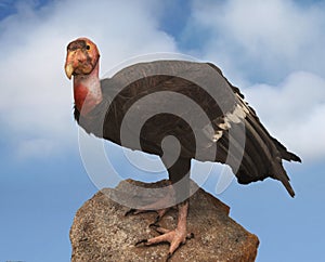 California condor photo