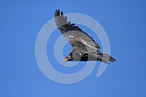 California condor