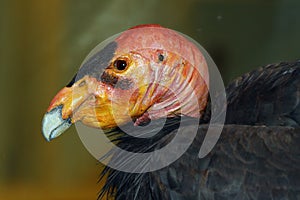 California Condor