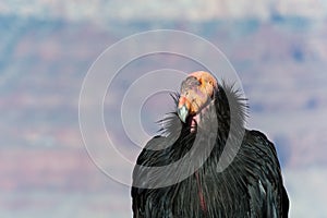 California Condor