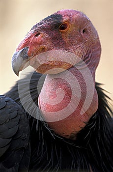 California Condor